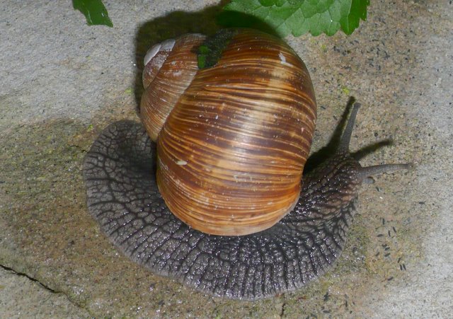 Chiocciola albina ?